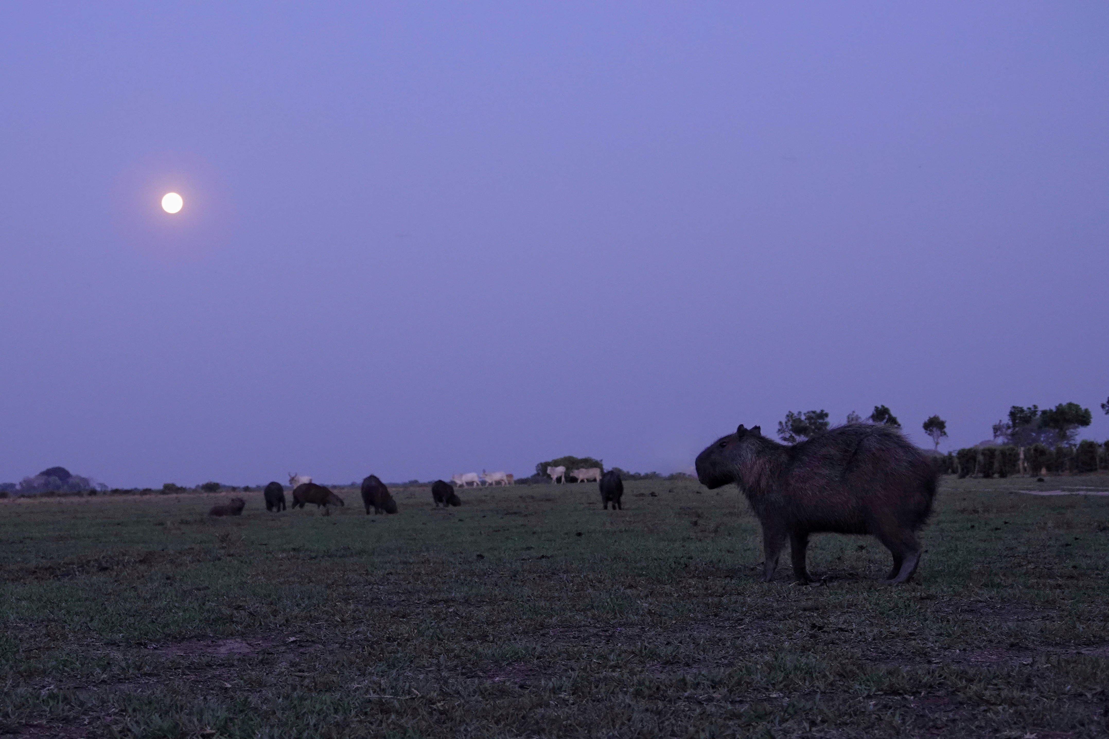 Buffles dans les Llanos au crépuscule